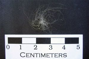 Unknown white fibers found during the 2002 excavation