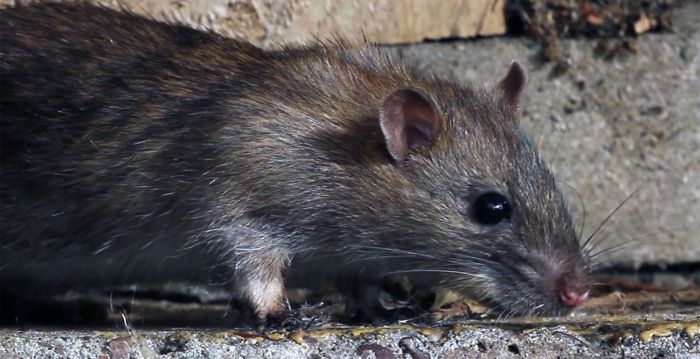 A close-up of a rat