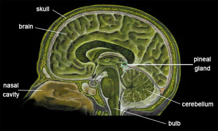 Brain diagram showing the Pineal Gland.
