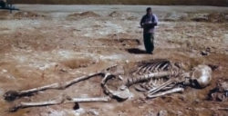 Giant skeleton