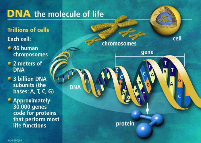 DNA: The molecule of life.