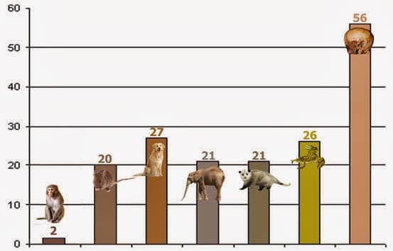 Differences in FOXP2 gene in animals and Starchild compared to humans