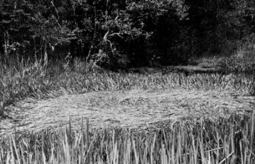 The 1966 ‘Tully Saucer Nest’ in Australia.