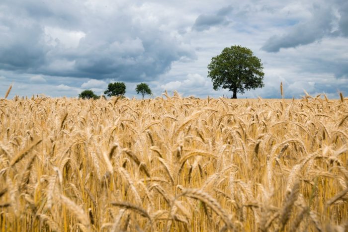 Storm clouds over a wheat field