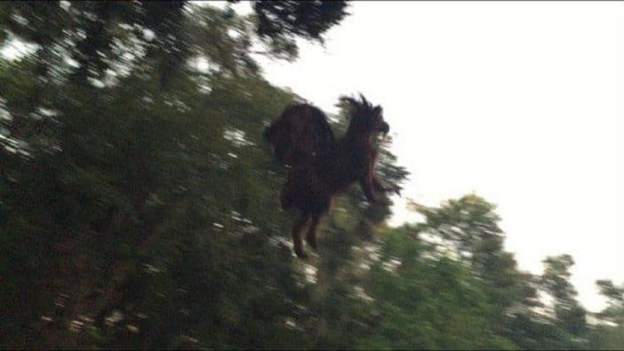 The Jersey Devil - Picture By Dave Black