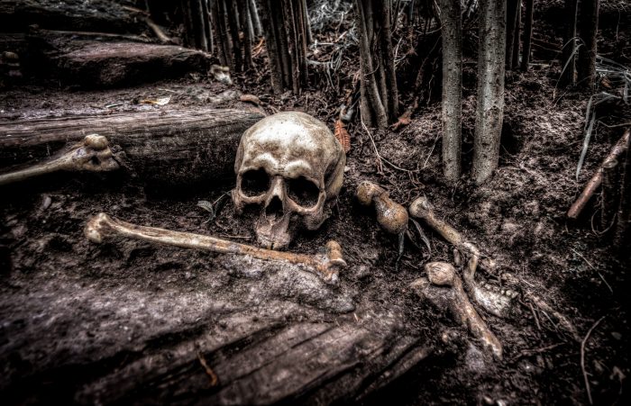 Skull and bones in the woods