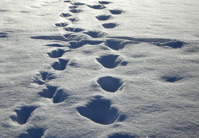 Footprints in snow