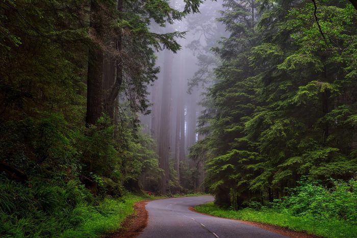 A picture of a lonely road in a wood