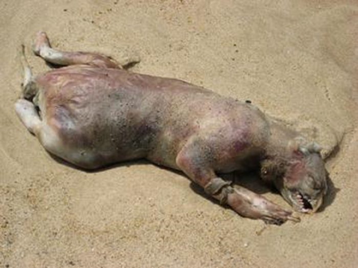 A picture of strange creature that was washed up on Montauk Beach