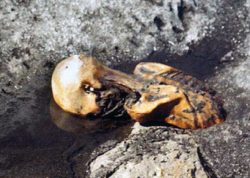 Otzi Mummy