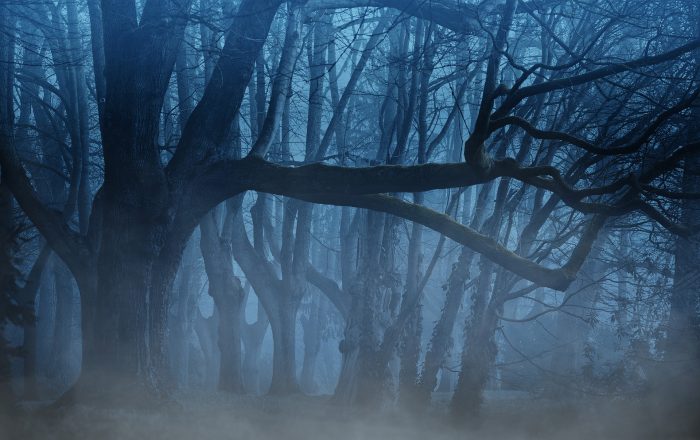 A depiction of a dark forest at night