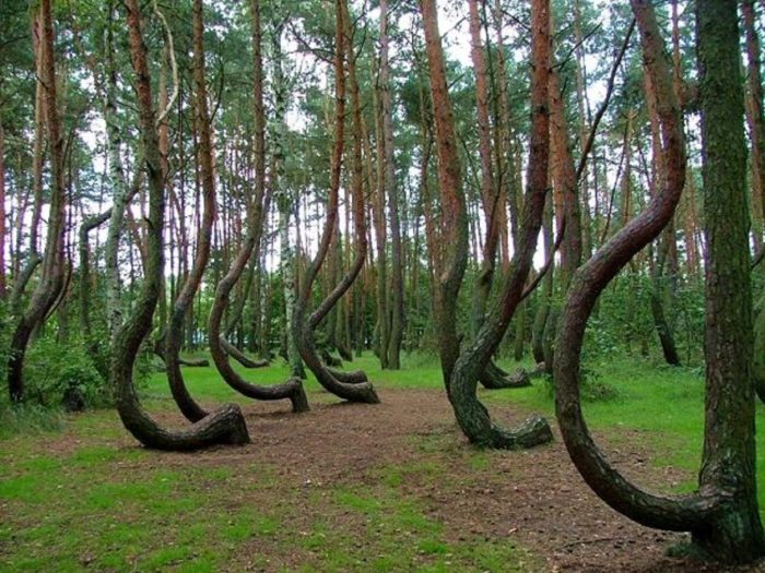 The "bent" trees of Hoia-Baciu Forest in Cluj County in Transylvania