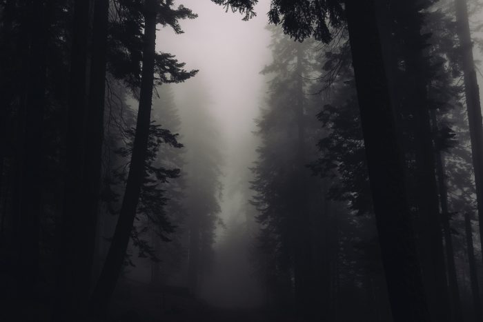 A dark forest with mist covering the sky