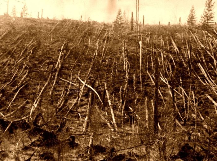 Pictures of the tree damage at Tunguska