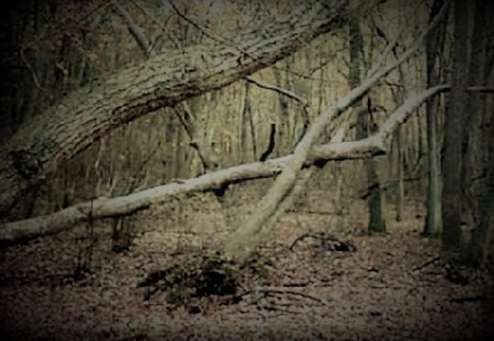 Evidence of the wrecked trees in the park