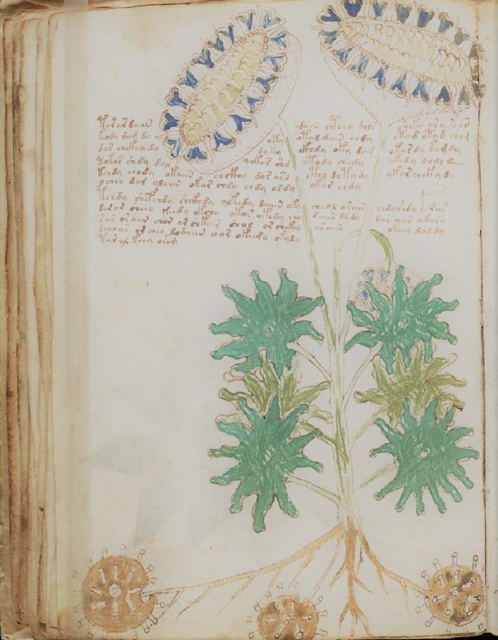 Example of the bizarre plants in the Voynich Manuscript