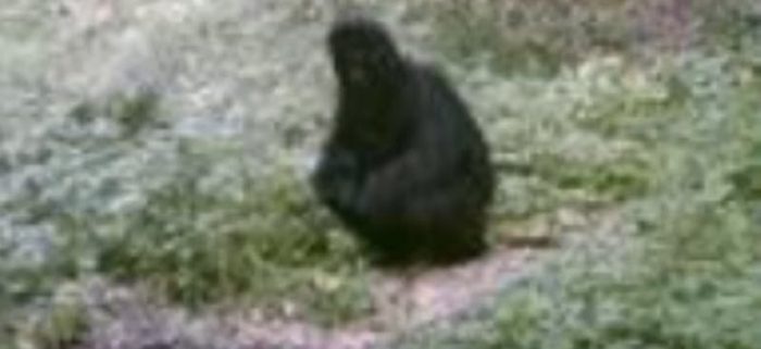 A picture showing an apparent Bigfoot