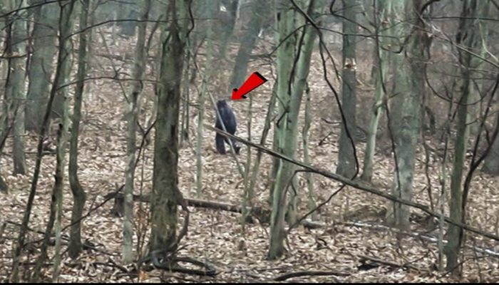 A picture claiming to show a real Bigfoot