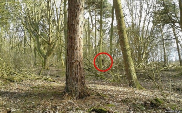 A picture claiming to show a real Bigfoot