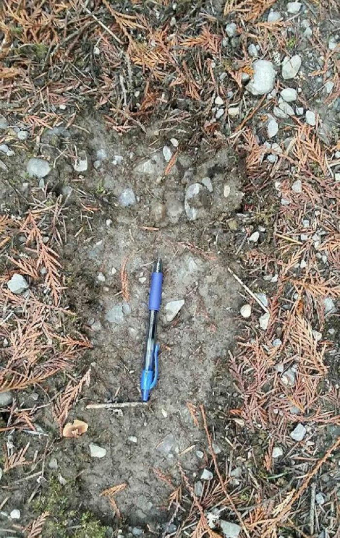 A picture claiming to show a Bigfoot footprint
