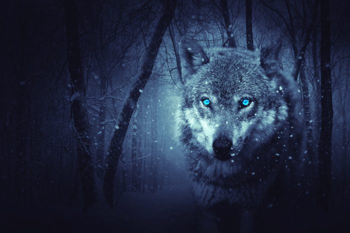 A picture of a wolf with glowing blue eyes