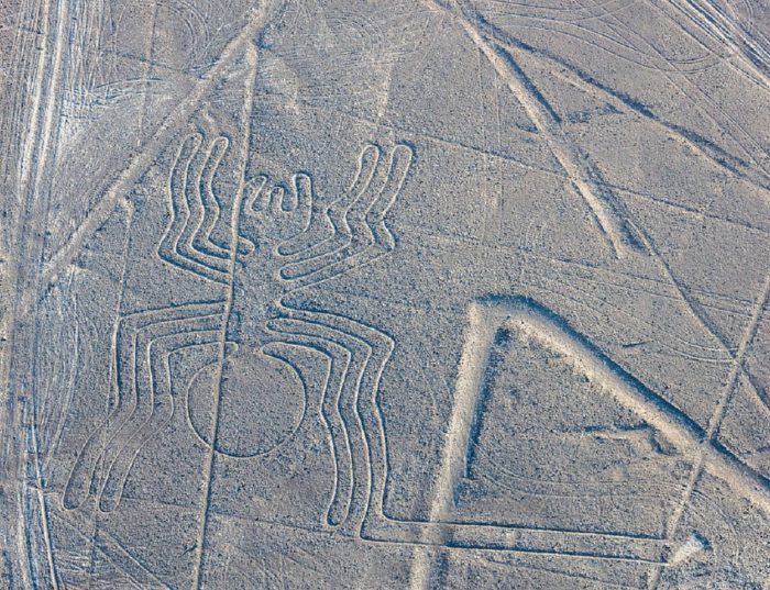 Nazca Spider