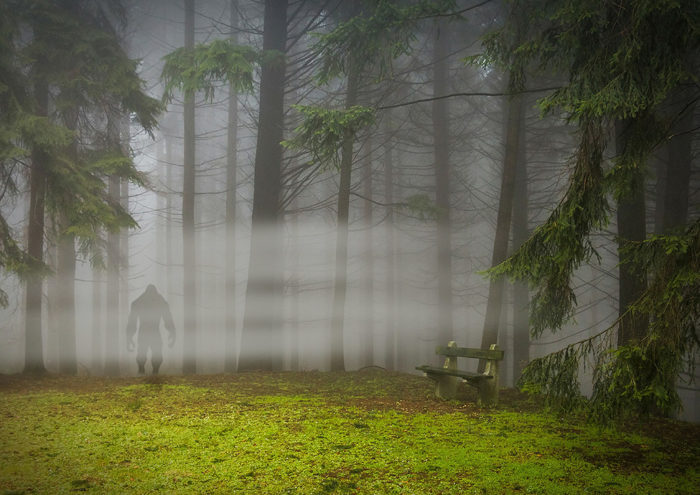 A picture of a Bigfoot standing in a misty wood