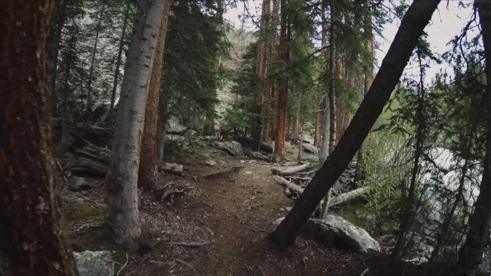 A close-up picture of the forest