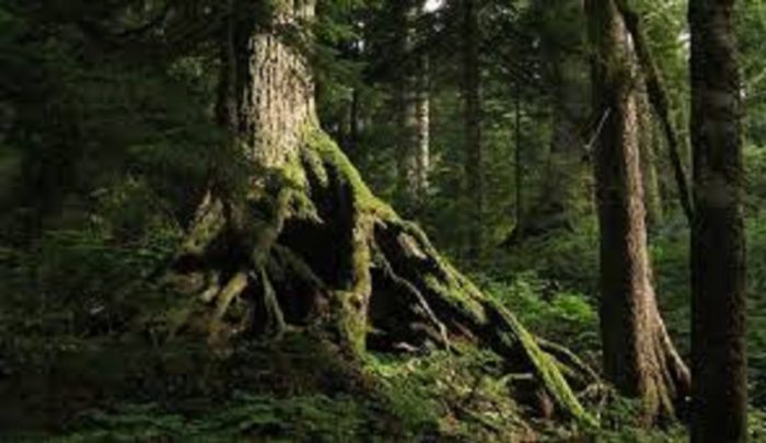 A close-up of trees in the forest 