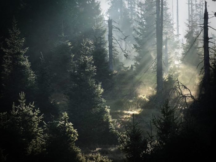 A view of the woods with sunlight poking through the trees