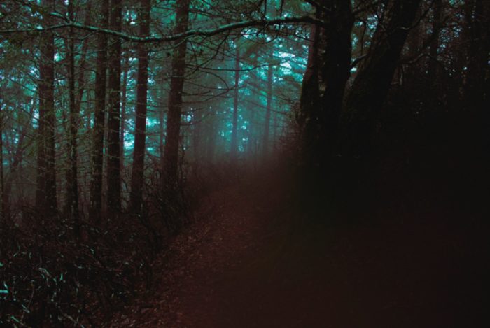 A pathway leading into a dark wood