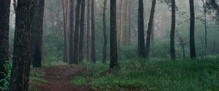 A close up of a misty woodland scene 