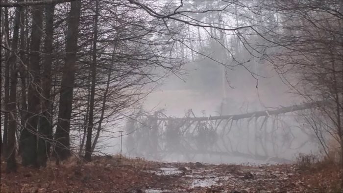 A close-up of a misty woodland