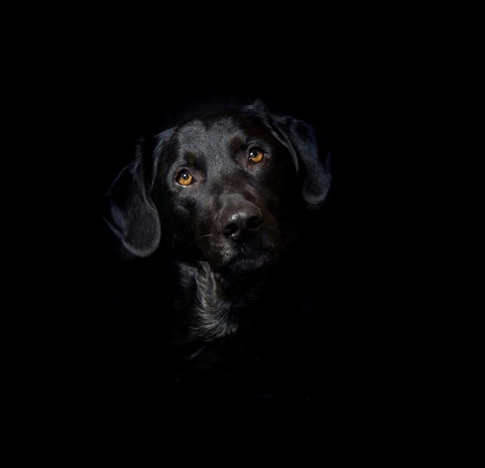 A close-up of black dog