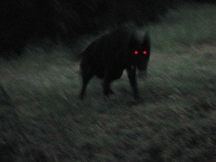 A picture of a black dog with glowing red eyes