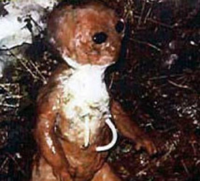 Picture of the alleged alien creature