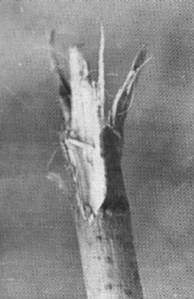 One of the damaged branches 