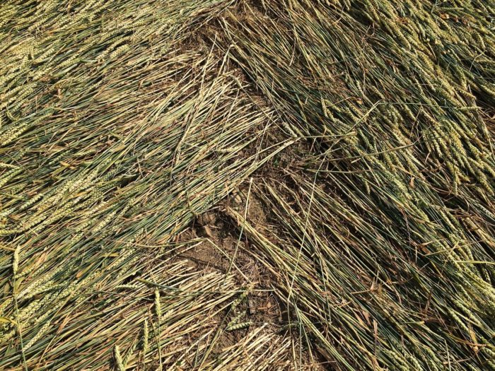 A close-up of flattened wheat