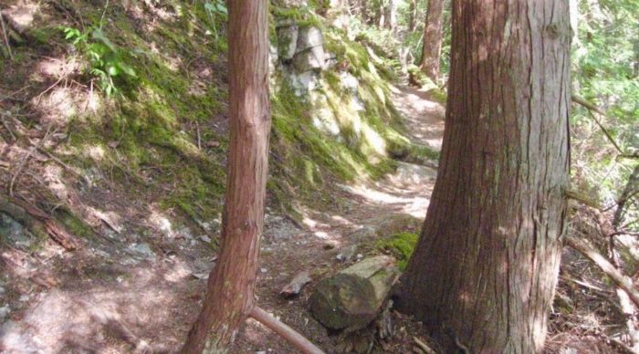 A close-up of a trail in the woodland