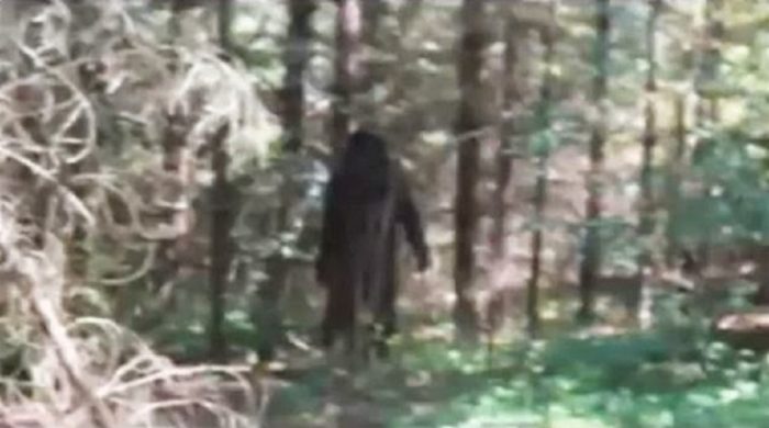 A picture showing an alleged Bigfoot