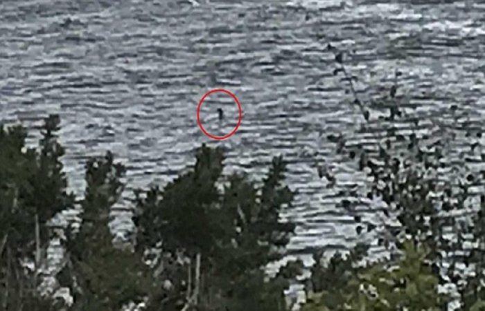 A picture claiming to shw the Loch Ness Monster 