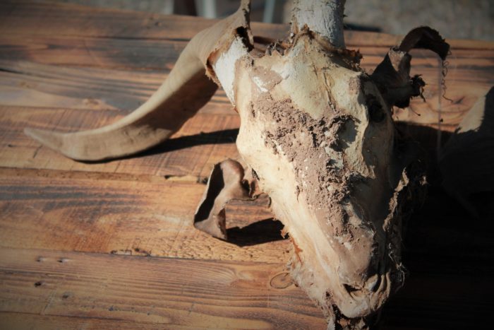 A cow's skull