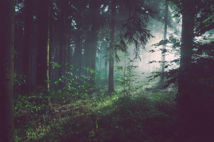 A picture of a dark forest