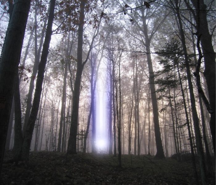 Picture of a forest with a light beam coming down from the sky