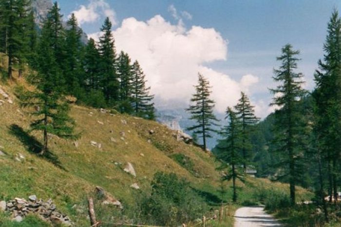 The Swiss mountains and woodland