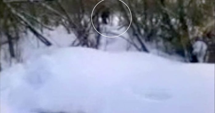 Picture claiming to show a real yeti?