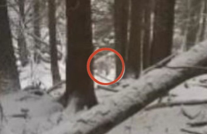 Footage claiming to show a real Yeti