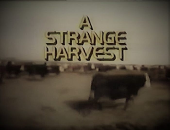 Still frame from A Strange Harvest 