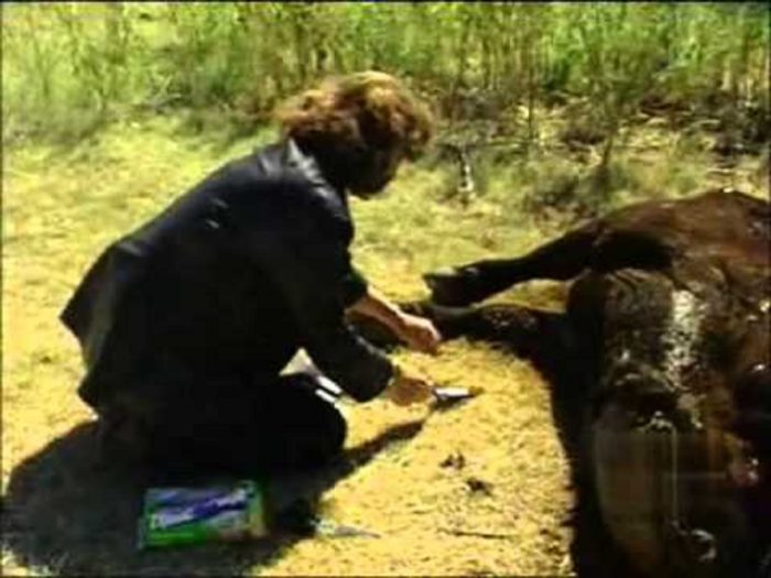 Linda Moulton Howe filming A Strange Harvest