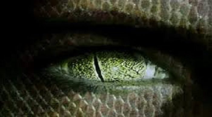 A close up of a reptilian eye